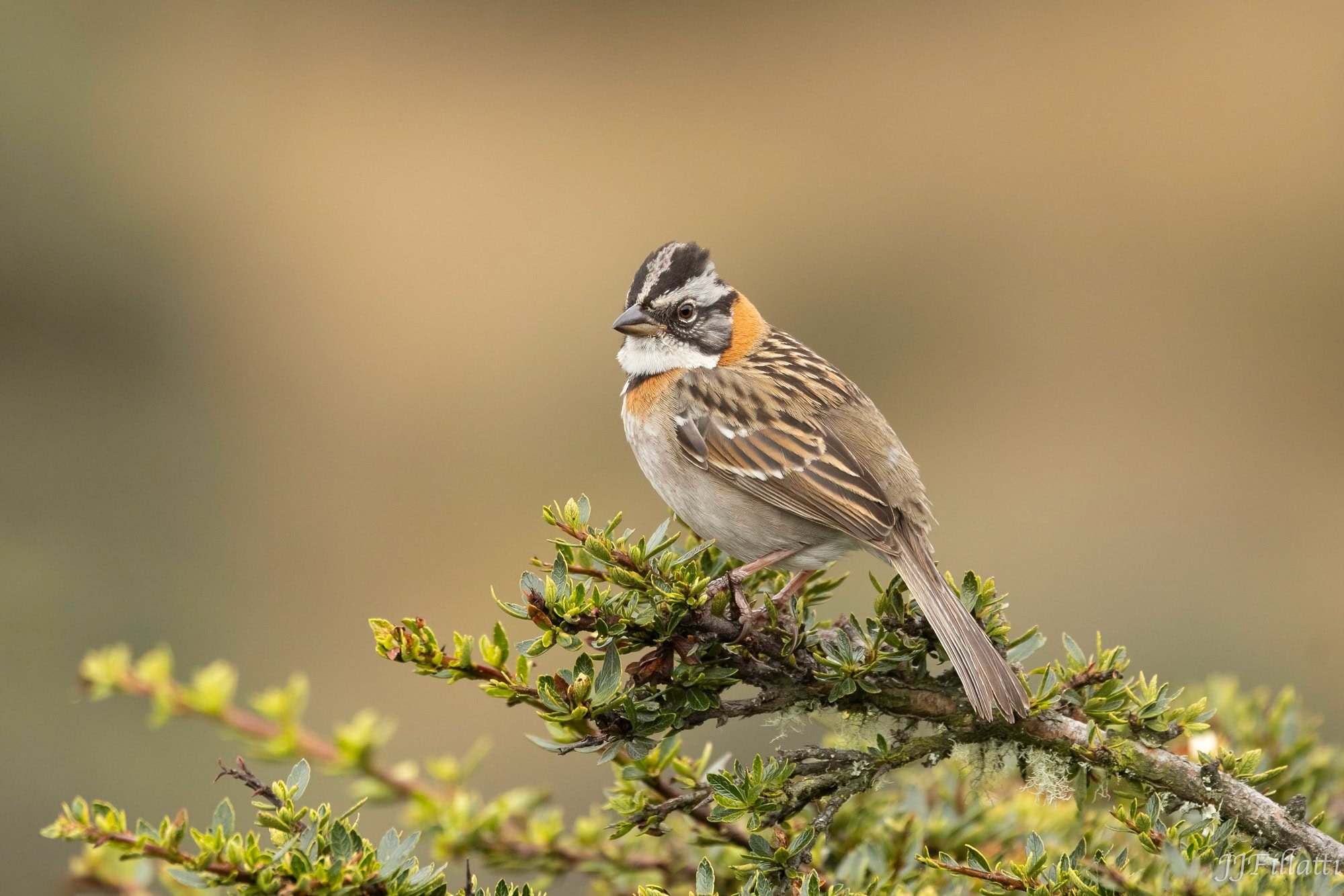 bird of colombia image 52